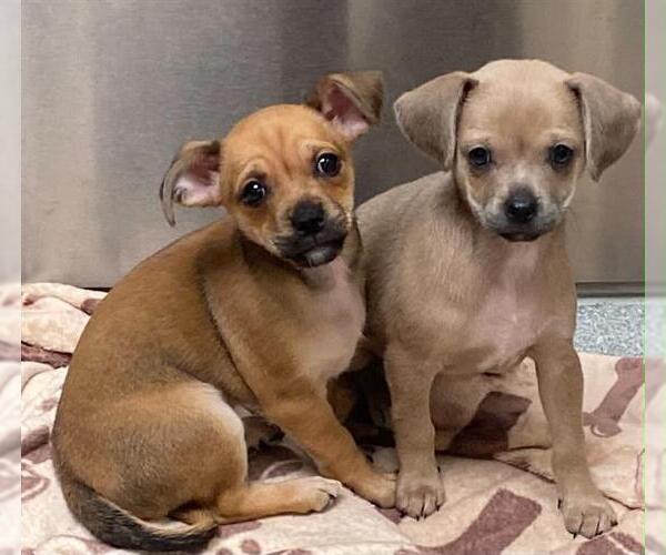 Medium Photo #1 Chihuahua Puppy For Sale in Orange, CA, USA