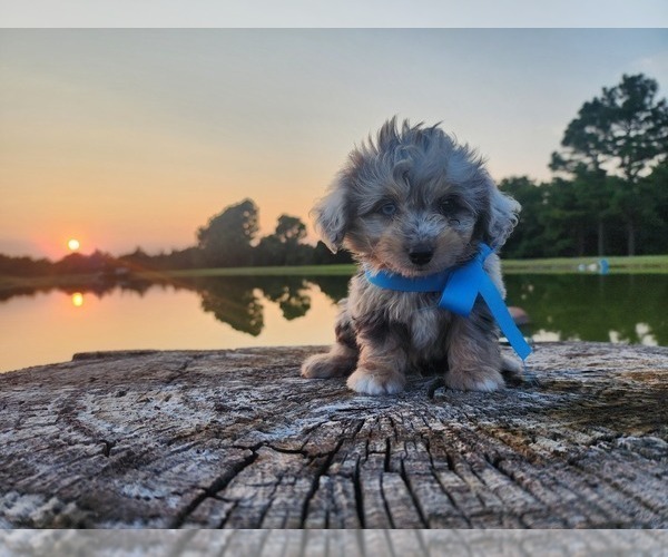 Medium Photo #3 Miniature Australian Shepherd-Poodle (Toy) Mix Puppy For Sale in JONES, OK, USA