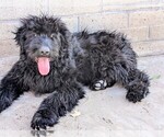 Small Bouvier Des Flandres