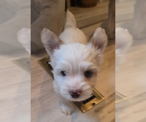 Biewer Yorkie Puppy for sale in MILWAUKIE, OR, USA