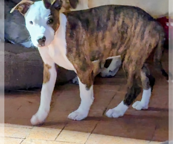 Medium Photo #1 Bulldog-Unknown Mix Puppy For Sale in Pena Blanca, NM, USA