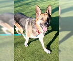 Small #4 German Shepherd Dog