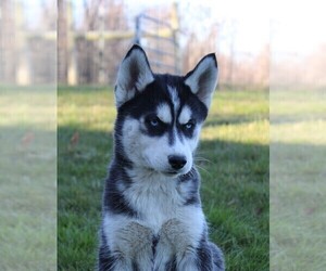 Siberian Husky Puppy for sale in STEVENS, PA, USA