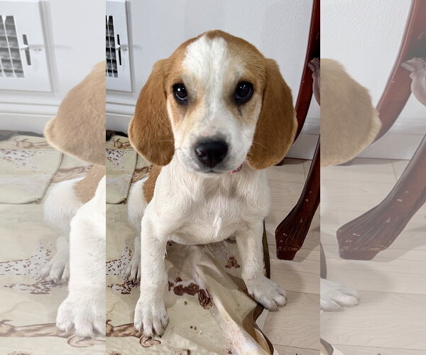 Medium Photo #1 Bluetick Coonhound-Great Pyrenees Mix Puppy For Sale in Staten Island, NY, USA