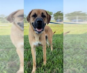 Labrador Retriever Dogs for adoption in Rosenberg, TX, USA