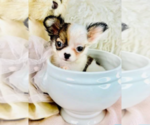 Small #15 Chihuahua