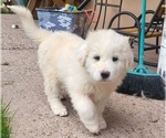 Small Photo #1 Great Pyrenees Puppy For Sale in PLACITAS, NM, USA