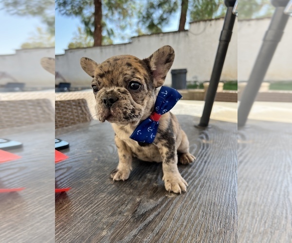 Full screen Photo #1 French Bulldog Puppy For Sale in CORONA, CA, USA