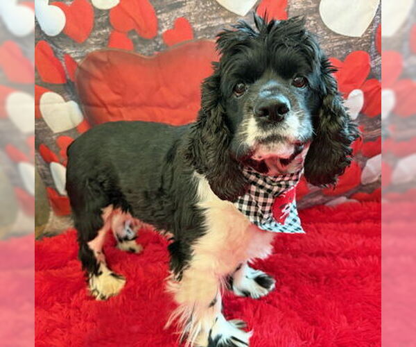 Medium Photo #2 Cocker Spaniel Puppy For Sale in Arlington, VA, USA