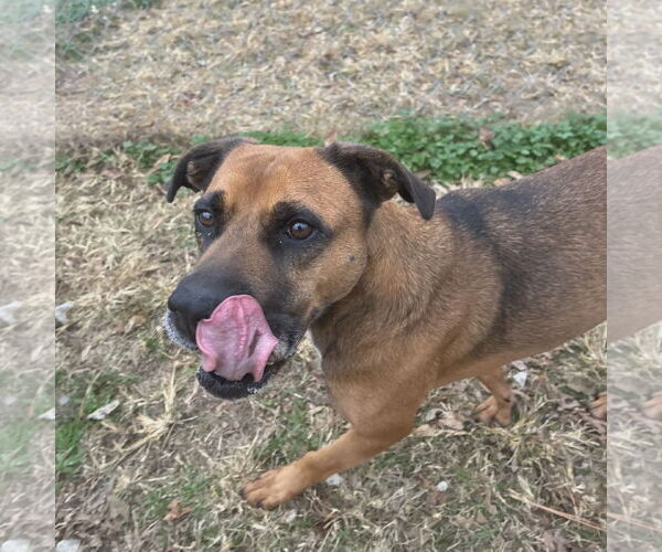 Medium Photo #6 Black Mouth Cur-Unknown Mix Puppy For Sale in Anniston, AL, USA