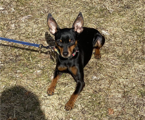 Medium Photo #1 Chug Puppy For Sale in HILLSDALE, MI, USA