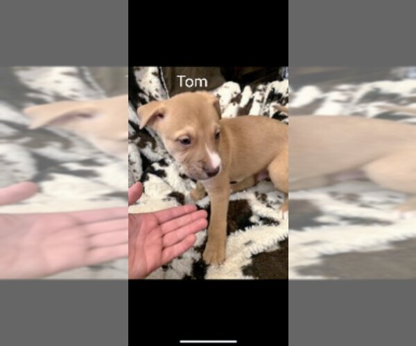 Medium Photo #1 Mutt Puppy For Sale in Vail, AZ, USA