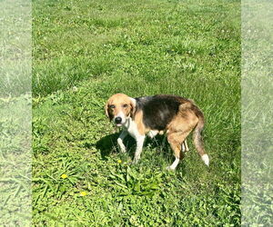 Mutt Dogs for adoption in Fairfield, IL, USA