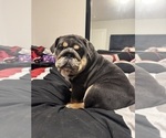 Puppy Blue boi English Bulldog