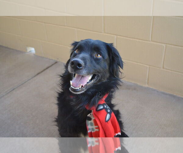 Medium Photo #2 German Shepherd Dog-Unknown Mix Puppy For Sale in McKinney, TX, USA