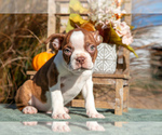 Puppy Oreo Boston Terrier