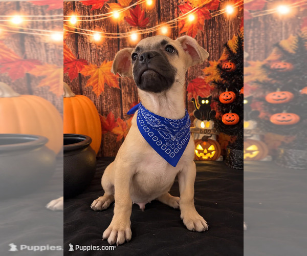 Medium Photo #3 French Bull Weiner Puppy For Sale in MORENO VALLEY, CA, USA