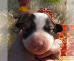 Small Photo #3 English Shepherd Puppy For Sale in LAKE WILDWOOD, CA, USA