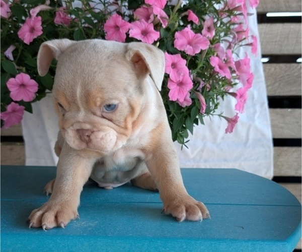 Medium Photo #7 English Bulldog Puppy For Sale in GOSHEN, IN, USA