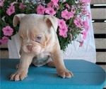 Small #6 English Bulldog