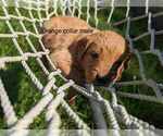 Small Photo #12 Golden Retriever Puppy For Sale in RAEFORD, NC, USA