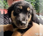 Small #2 Feist Terrier-Retriever  Mix