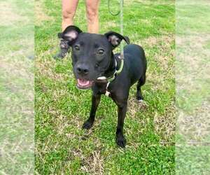 Mutt Dogs for adoption in Abbeville, LA, USA