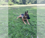 Small Photo #15 German Shepherd Dog Puppy For Sale in FAIR LAWN, NJ, USA