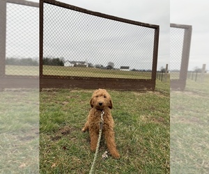 Goldendoodle Puppy for sale in RITTMAN, OH, USA