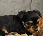 Small #2 Yorkshire Terrier