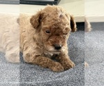 Small #15 Goldendoodle (Miniature)