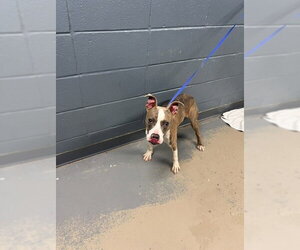 American Pit Bull Terrier-Unknown Mix Dogs for adoption in Tallahassee, FL, USA