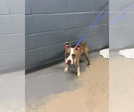 Small American Pit Bull Terrier Mix