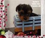 Small Photo #1 Yorkshire Terrier Puppy For Sale in INVERNESS, FL, USA