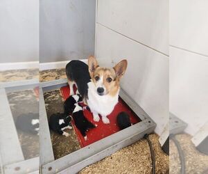 Mother of the Pembroke Welsh Corgi puppies born on 01/22/2024