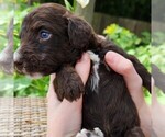 Small #4 F2 Aussiedoodle