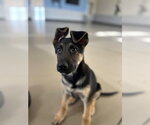 Small #3 German Shepherd Dog