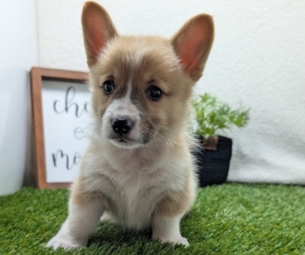 Medium Photo #4 Pembroke Welsh Corgi Puppy For Sale in GOSHEN, IN, USA