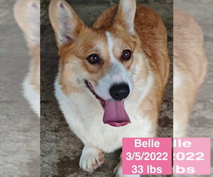 Pembroke Welsh Corgi Dogs for adoption in West Hollywood, CA, USA