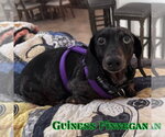 Small #2 Dachshund