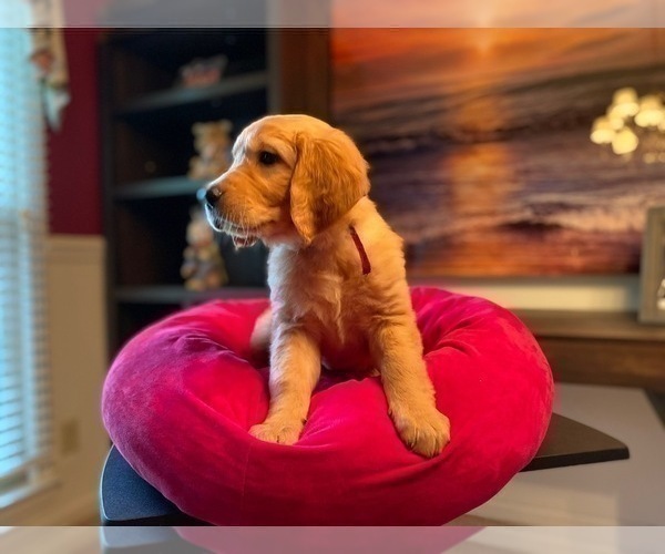 Medium Photo #14 Golden Retriever Puppy For Sale in SANFORD, NC, USA