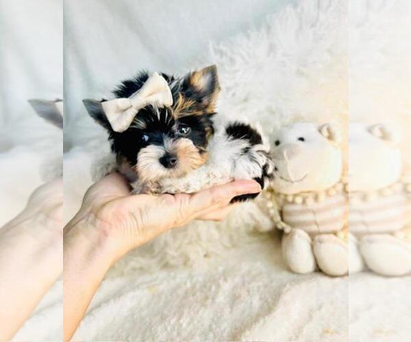 Medium Photo #3 Biewer Terrier Puppy For Sale in WEST PALM BEACH, FL, USA