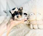 Small #2 Biewer Terrier
