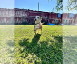 Small #3 American Pit Bull Terrier-Huskies  Mix