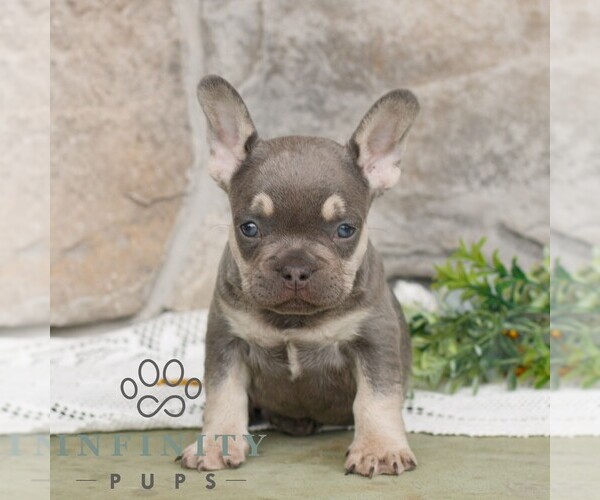 Medium Photo #2 French Bulldog Puppy For Sale in NARVON, PA, USA