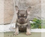 Small #1 French Bulldog