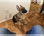 Small German Shepherd Dog