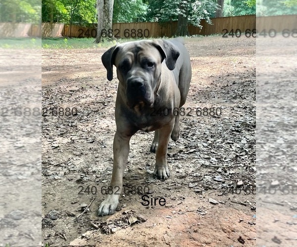 Medium Photo #1 Cane Corso Puppy For Sale in LA PLATA, MD, USA