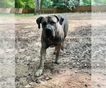 Small Photo #1 Cane Corso Puppy For Sale in LA PLATA, MD, USA