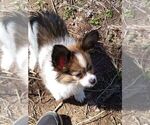 Small Photo #3 Papillon Puppy For Sale in OLA, AR, USA
